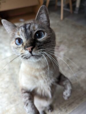 Pipoca - IT Intern