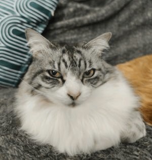 Batatinha